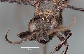 Media type: image;   Entomology 14348 Aspect: head frontal view